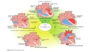 Cardiac cycle- day 4.pptx