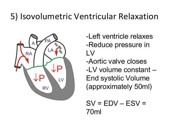 Cardiac cycle