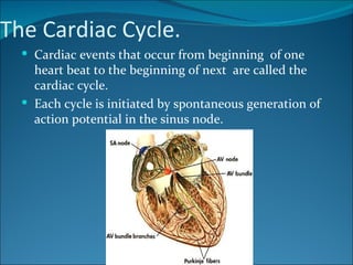 The Cardiac Cycle.
   Cardiac events that occur from beginning of one
    heart beat to the beginning of next are called the
    cardiac cycle.
   Each cycle is initiated by spontaneous generation of
    action potential in the sinus node.
 