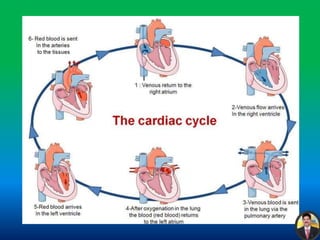Cardiac cycle (Human Heart) | PPTX