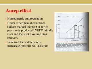 Anrep effect
• Homeometric autoregulation
• Under experimental conditions

sudden marked increase in aortic
pressure is produced,LVEDP initially
rises and the stroke volume then
recovers.
• Increased LV wall tension –
increases Cytosolic Na - Calcium

 