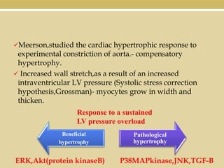 Meerson,studied the cardiac hypertrophic response to

experimental constriction of aorta.- compensatory
hypertrophy.
 Increased wall stretch,as a result of an increased
intraventricular LV pressure (Systolic stress correction
hypothesis,Grossman)- myocytes grow in width and
thicken.
Response to a sustained
LV pressure overload
Beneficial
hypertrophy

ERK,Akt(protein kinaseB)

Pathological
hypertrophy

P38MAPkinase,JNK,TGF-B

 