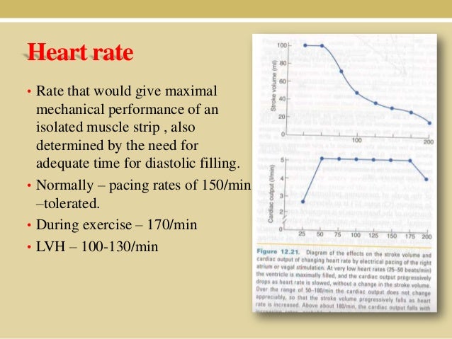 cardiac cycle