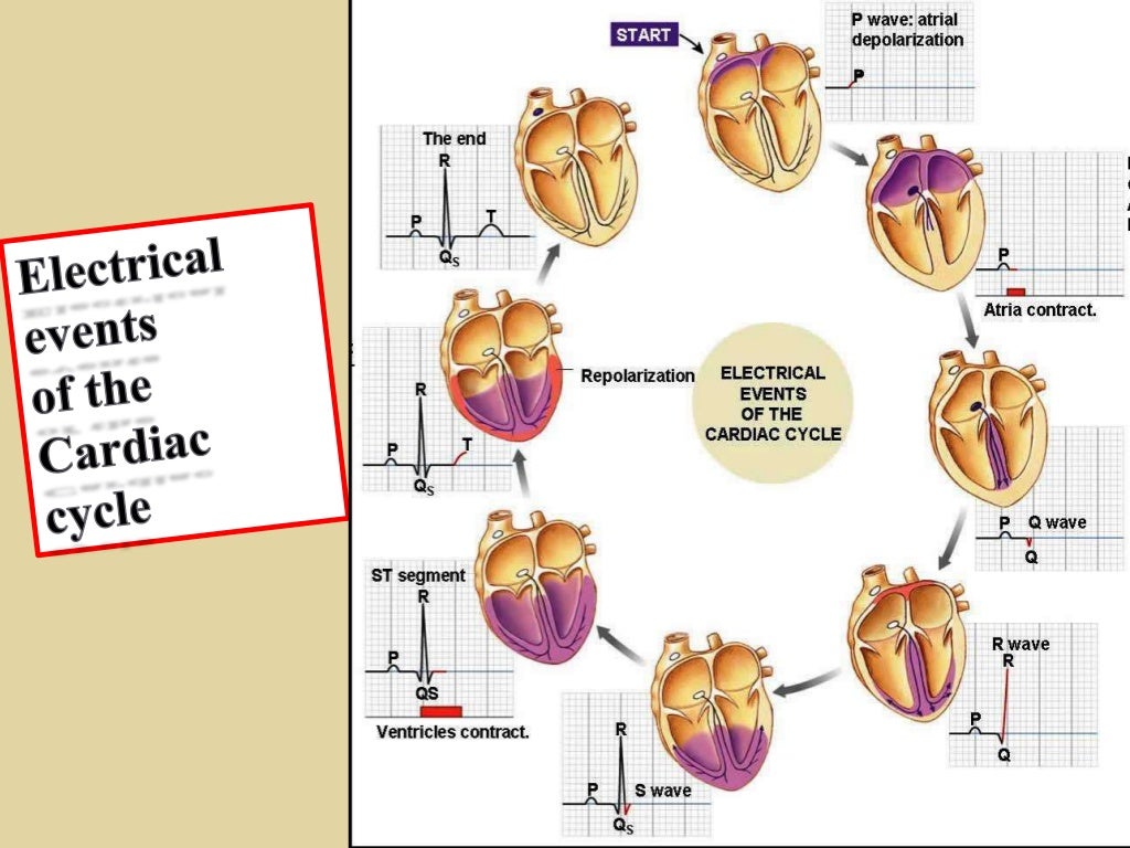 cardiac cycle