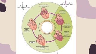 Cardiac cycle and ECG physiology ppt.pptx