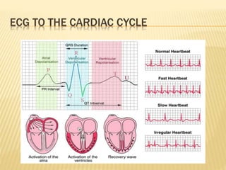 ECG TO THE CARDIAC CYCLE
 