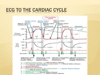ECG TO THE CARDIAC CYCLE
 