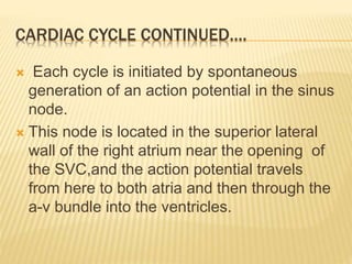 CARDIAC CYCLE CONTINUED….
 Each cycle is initiated by spontaneous
generation of an action potential in the sinus
node.
 This node is located in the superior lateral
wall of the right atrium near the opening of
the SVC,and the action potential travels
from here to both atria and then through the
a-v bundle into the ventricles.
 
