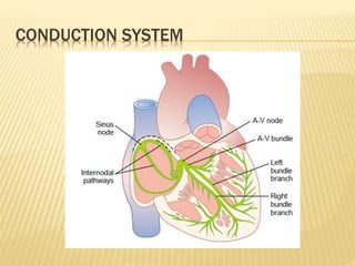 CONDUCTION SYSTEM
 