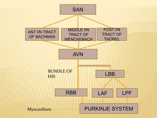 SAN
ANT I/N TRACT
OF BACHMAN
MIDDLE I/N
TRACT OF
WENCKEBACH
POST I/N
TRACT OF
THOREL
AVN
LBB
RBB LAF LPF
BUNDLE OF
HIS
PURKINJE SYSTEMMyocardium
 