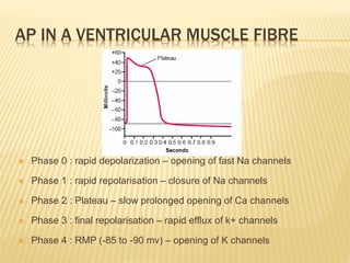 AP IN A VENTRICULAR MUSCLE FIBRE
 Phase 0 : rapid depolarization – opening of fast Na channels
 Phase 1 : rapid repolarisation – closure of Na channels
 Phase 2 : Plateau – slow prolonged opening of Ca channels
 Phase 3 : final repolarisation – rapid efflux of k+ channels
 Phase 4 : RMP (-85 to -90 mv) – opening of K channels
 