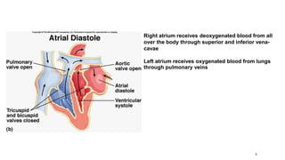 8
Right atrium receives deoxygenated blood from all
over the body through superior and inferior vena-
cavae
Left atrium receives oxygenated blood from lungs
through pulmonary veins
 