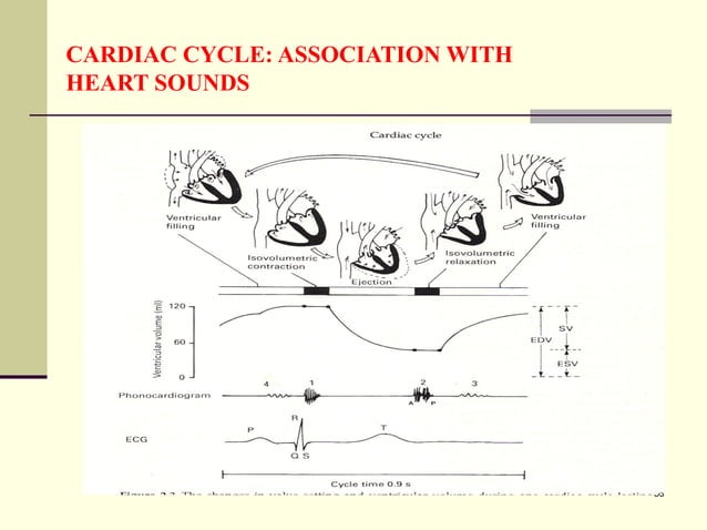 Cardiac Cycle, Heart Sounds, Cardiac Murmur. Physiology pptx | PPT