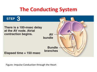 The Conducting System

Figure: Impulse Conduction through the Heart

 