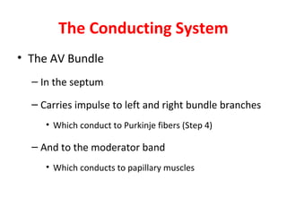 The Conducting System
• The AV Bundle
– In the septum
– Carries impulse to left and right bundle branches
• Which conduct to Purkinje fibers (Step 4)

– And to the moderator band
• Which conducts to papillary muscles

 