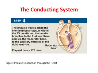 The Conducting System

Figure: Impulse Conduction through the Heart

 