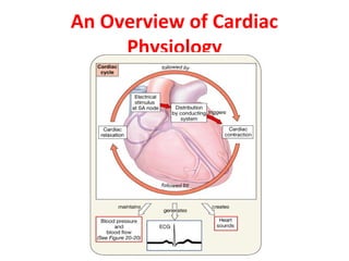 An Overview of Cardiac
Physiology

 