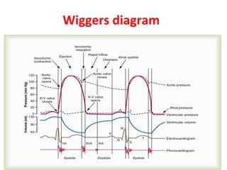 Wiggers diagram

 