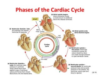 Phases of the Cardiac Cycle

Figure 20.16

 