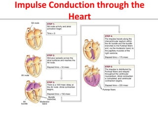 Impulse Conduction through the
Heart

 