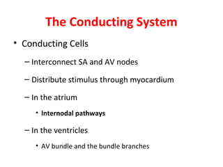 The Conducting System
• Conducting Cells
– Interconnect SA and AV nodes
– Distribute stimulus through myocardium
– In the atrium
• Internodal pathways

– In the ventricles
• AV bundle and the bundle branches

 