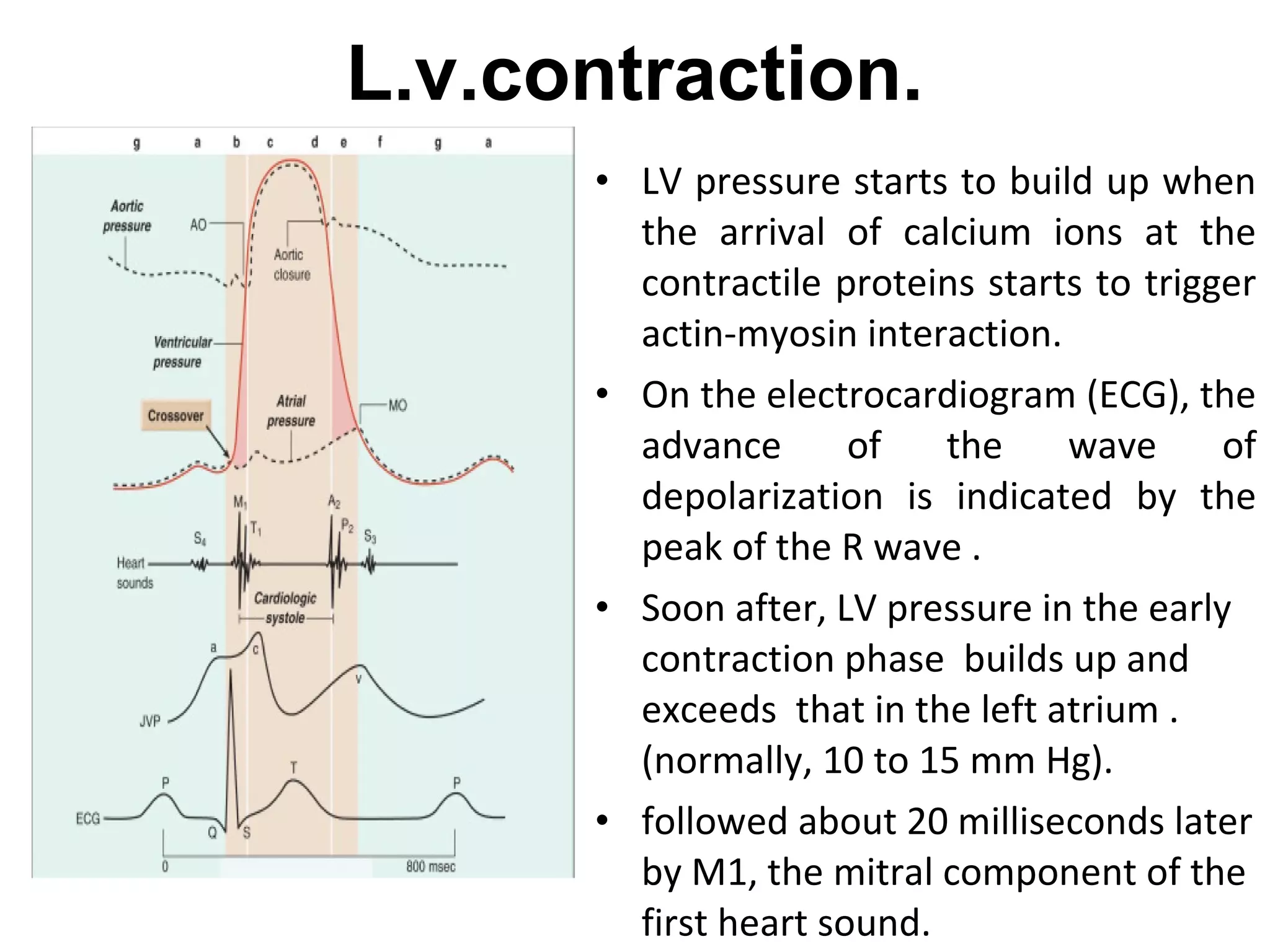 L.v.contraction.
      • LV pressure starts to build up when
        the arrival of calcium ions at the
        contractile proteins starts to trigger
        actin-myosin interaction.
      • On the electrocardiogram (ECG), the
        advance       of   the    wave      of
        depolarization is indicated by the
        peak of the R wave .
      • Soon after, LV pressure in the early
        contraction phase builds up and
        exceeds that in the left atrium .
        (normally, 10 to 15 mm Hg).
      • followed about 20 milliseconds later
        by M1, the mitral component of the
        first heart sound.
 