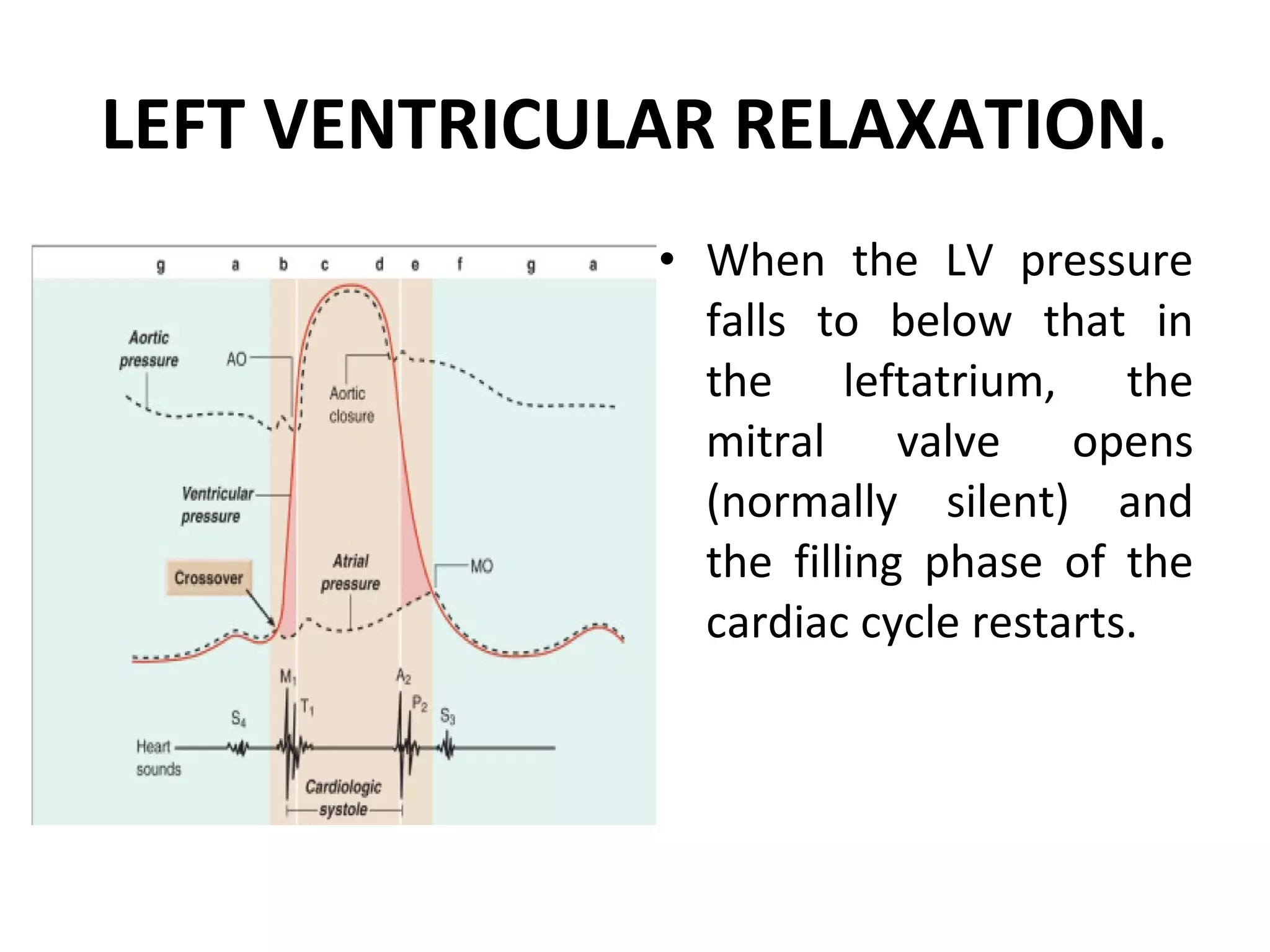 LEFT VENTRICULAR RELAXATION.
              • When the LV pressure
                falls to below that in
                the leftatrium, the
                mitral valve opens
                (normally silent) and
                the filling phase of the
                cardiac cycle restarts.
 