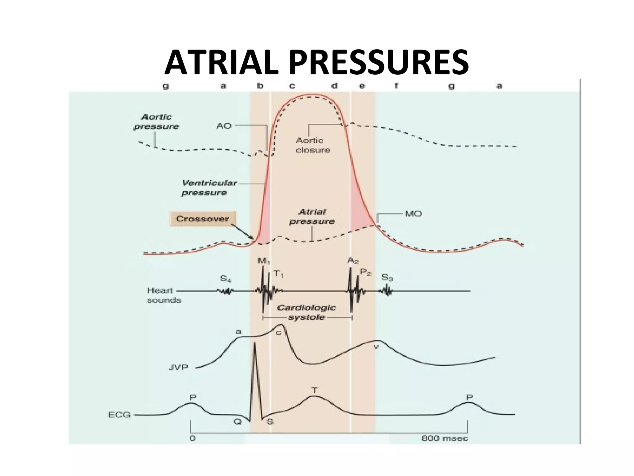 ATRIAL PRESSURES
 