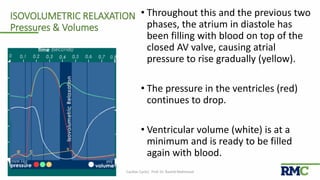 ISOVOLUMETRIC RELAXATION
Pressures & Volumes
• Throughout this and the previous two
phases, the atrium in diastole has
been filling with blood on top of the
closed AV valve, causing atrial
pressure to rise gradually (yellow).
• The pressure in the ventricles (red)
continues to drop.
• Ventricular volume (white) is at a
minimum and is ready to be filled
again with blood.
Cardiac Cycle| Prof. Dr. Rashid Mahmood 23
 