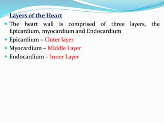 Layers of the Heart
 The heart wall is comprised of three layers, the
Epicardium, myocardium and Endocardium
 Epicardium – Outer layer
 Myocardium – Middle Layer
 Endocardium – Inner Layer
 