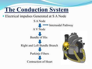 The Conduction System
 Electrical impulses Generated at S A Node
S A Node
Internodal Pathway
A V Node
Bundle of His
Right and Left Bundle Branch
Purkinje Fibers
Contraction of Heart
 