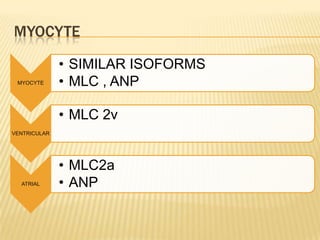 MYOCYTE
MYOCYTE
• SIMILAR ISOFORMS
• MLC , ANP
VENTRICULAR
• MLC 2v
ATRIAL
• MLC2a
• ANP
 