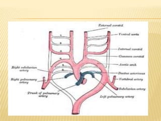 Cardiac development & fetal  circulation (2)