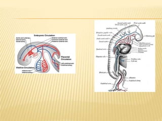 Cardiac development & fetal  circulation (2)
