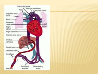 Cardiac development & fetal  circulation (2)