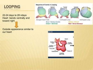 LOOPING
22-24 days to 28 ndays
Heart bends ventrally and
toward right
Outside appearance similar to
our heart
 