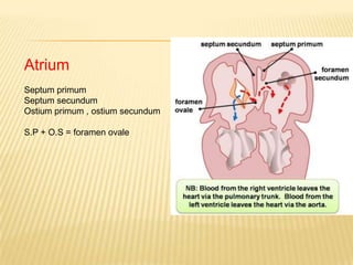 Atrium
Septum primum
Septum secundum
Ostium primum , ostium secundum
S.P + O.S = foramen ovale
 