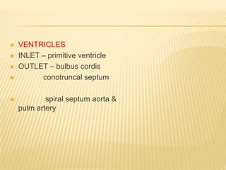  VENTRICLES
 INLET – primitive ventricle
 OUTLET – bulbus cordis
 conotruncal septum
 spiral septum aorta &
pulm artery
 