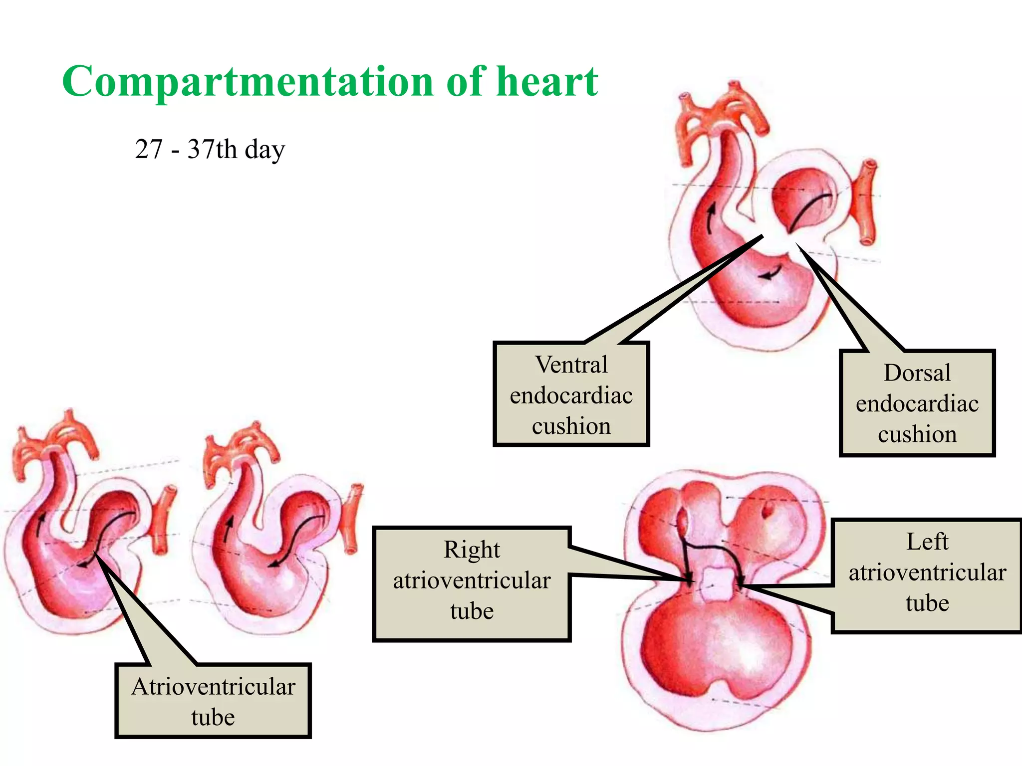 Ventral
endocardiac
cushion
Dorsal
endocardiac
cushion
Atrioventricular
tube
Left
atrioventricular
tube
Right
atrioventricular
tube
Compartmentation of heart
27 - 37th day
 