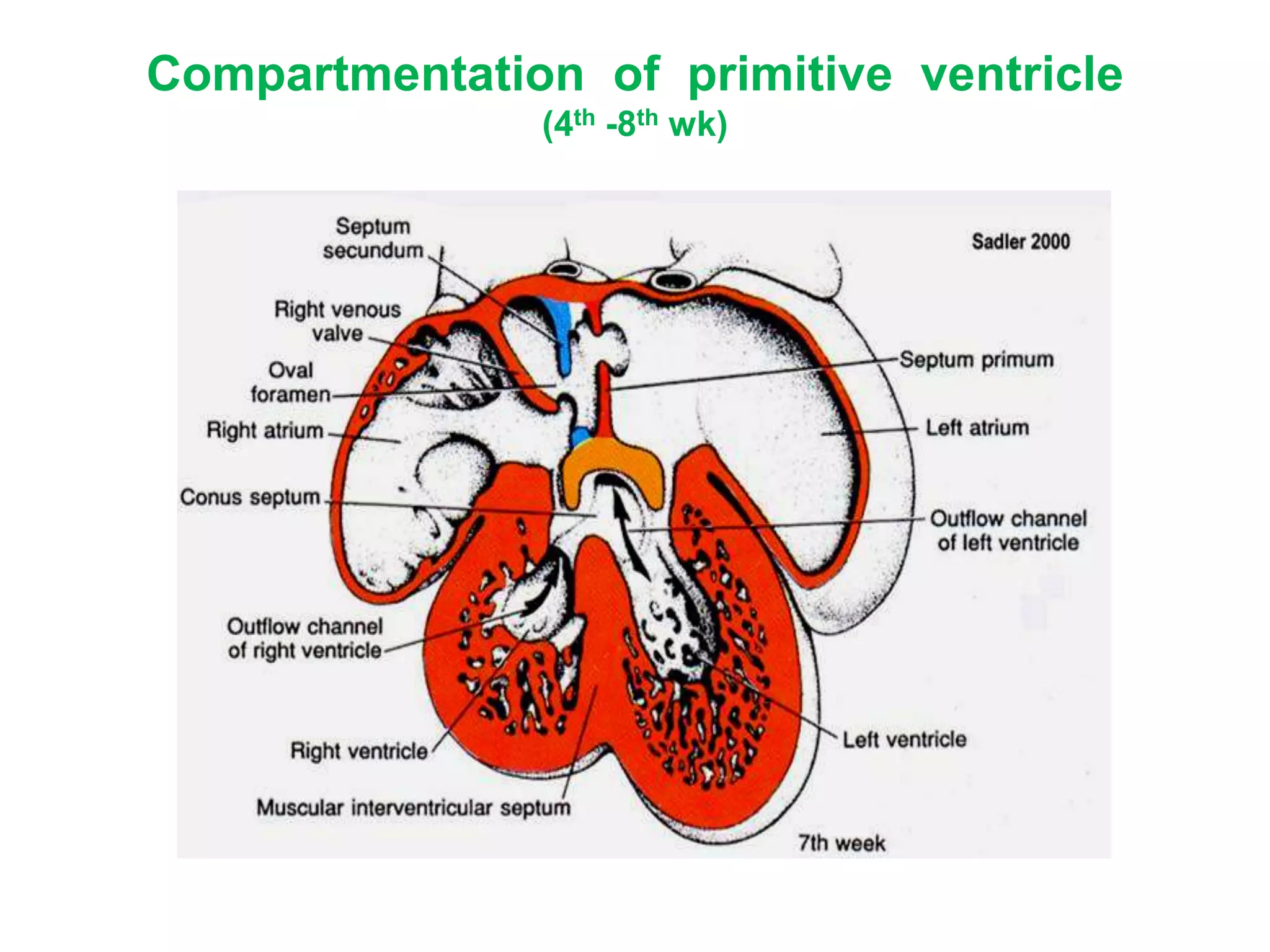 Compartmentation of primitive ventricle
(4th -8th wk)
 