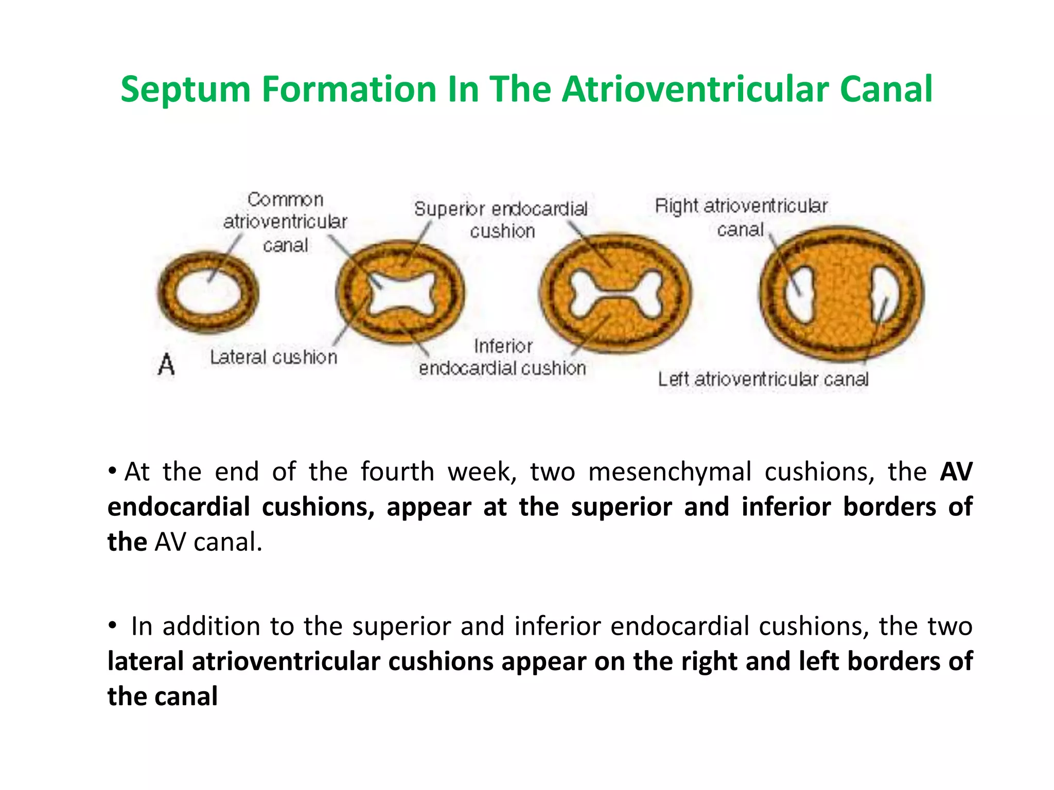 Septum Formation In The Atrioventricular Canal
• At the end of the fourth week, two mesenchymal cushions, the AV
endocardial cushions, appear at the superior and inferior borders of
the AV canal.
• In addition to the superior and inferior endocardial cushions, the two
lateral atrioventricular cushions appear on the right and left borders of
the canal
 