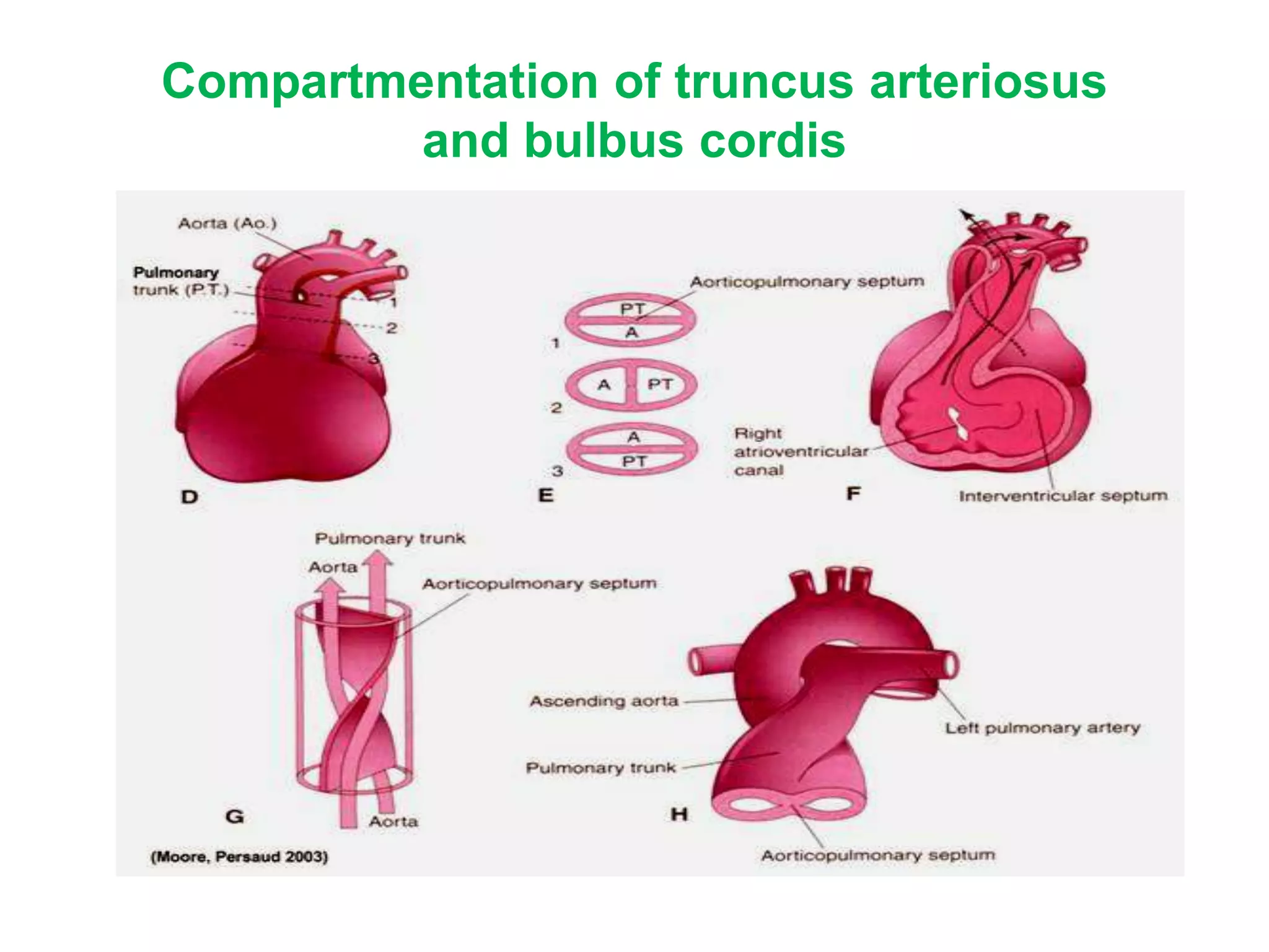 Compartmentation of truncus arteriosus
and bulbus cordis
 