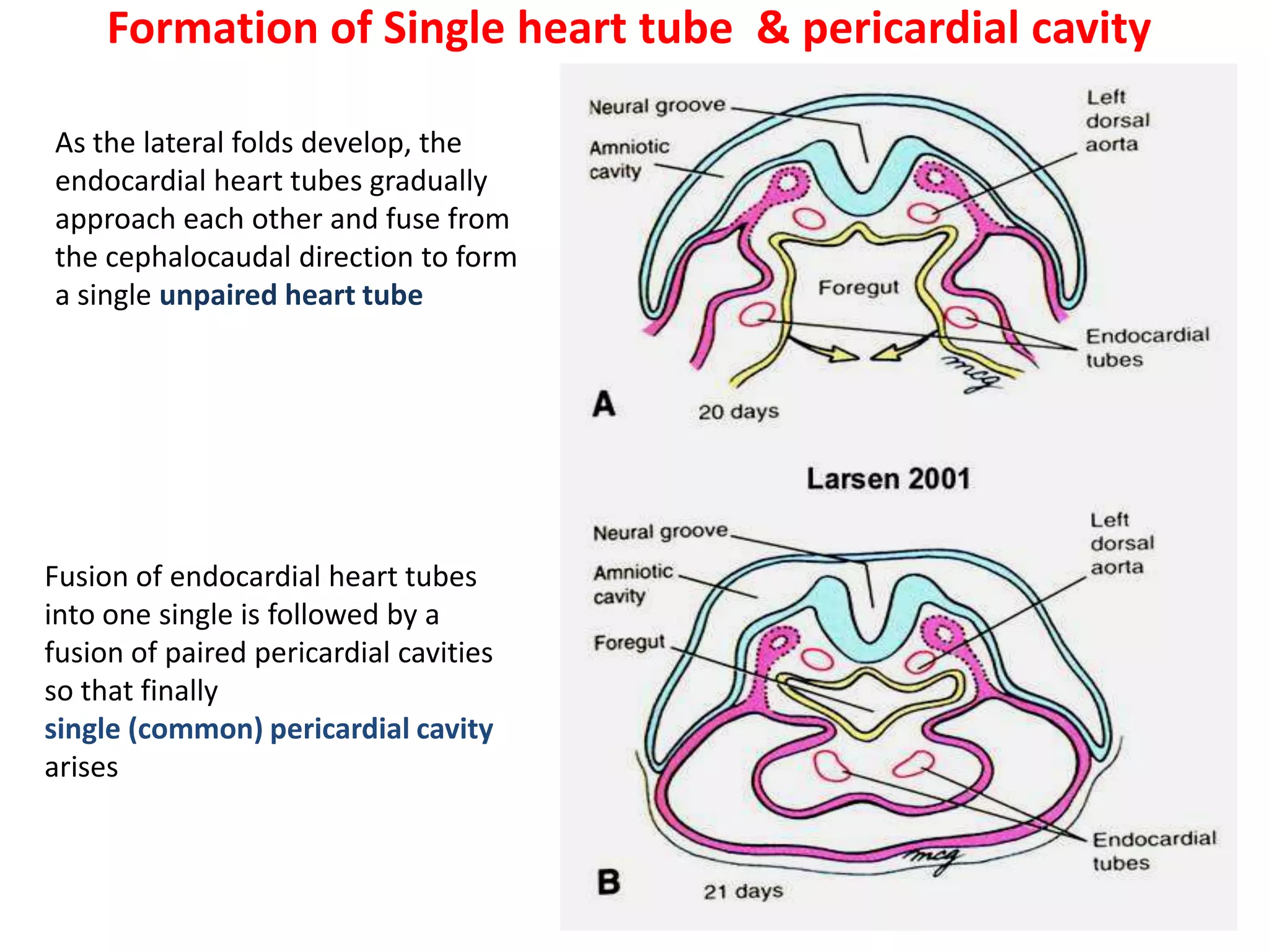 Formation of Single heart tube & pericardial cavity
As the lateral folds develop, the
endocardial heart tubes gradually
approach each other and fuse from
the cephalocaudal direction to form
a single unpaired heart tube
Fusion of endocardial heart tubes
into one single is followed by a
fusion of paired pericardial cavities
so that finally
single (common) pericardial cavity
arises
 