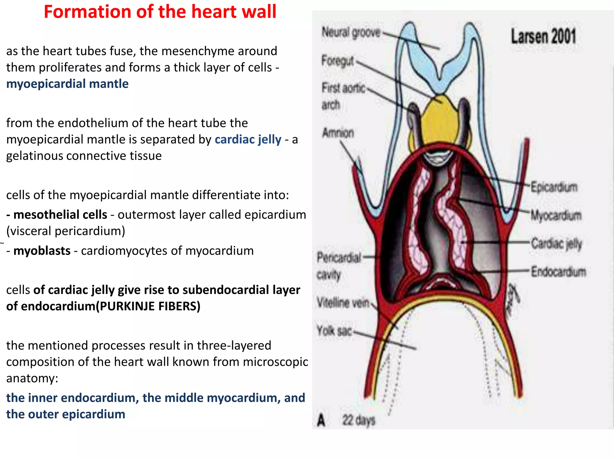 Formation of the heart wall
as the heart tubes fuse, the mesenchyme around
them proliferates and forms a thick layer of cells -
myoepicardial mantle
from the endothelium of the heart tube the
myoepicardial mantle is separated by cardiac jelly - a
gelatinous connective tissue
cells of the myoepicardial mantle differentiate into:
- mesothelial cells - outermost layer called epicardium
(visceral pericardium)
- myoblasts - cardiomyocytes of myocardium
cells of cardiac jelly give rise to subendocardial layer
of endocardium(PURKINJE FIBERS)
the mentioned processes result in three-layered
composition of the heart wall known from microscopic
anatomy:
the inner endocardium, the middle myocardium, and
the outer epicardium
 