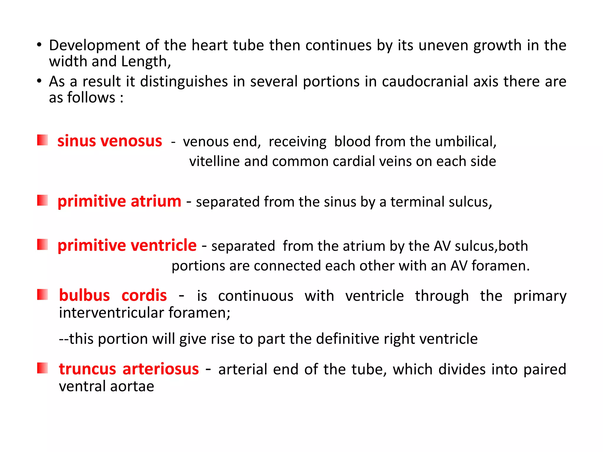 • Development of the heart tube then continues by its uneven growth in the
width and Length,
• As a result it distinguishes in several portions in caudocranial axis there are
as follows :
sinus venosus - venous end, receiving blood from the umbilical,
vitelline and common cardial veins on each side
primitive atrium - separated from the sinus by a terminal sulcus,
primitive ventricle - separated from the atrium by the AV sulcus,both
portions are connected each other with an AV foramen.
bulbus cordis - is continuous with ventricle through the primary
interventricular foramen;
--this portion will give rise to part the definitive right ventricle
truncus arteriosus - arterial end of the tube, which divides into paired
ventral aortae
 