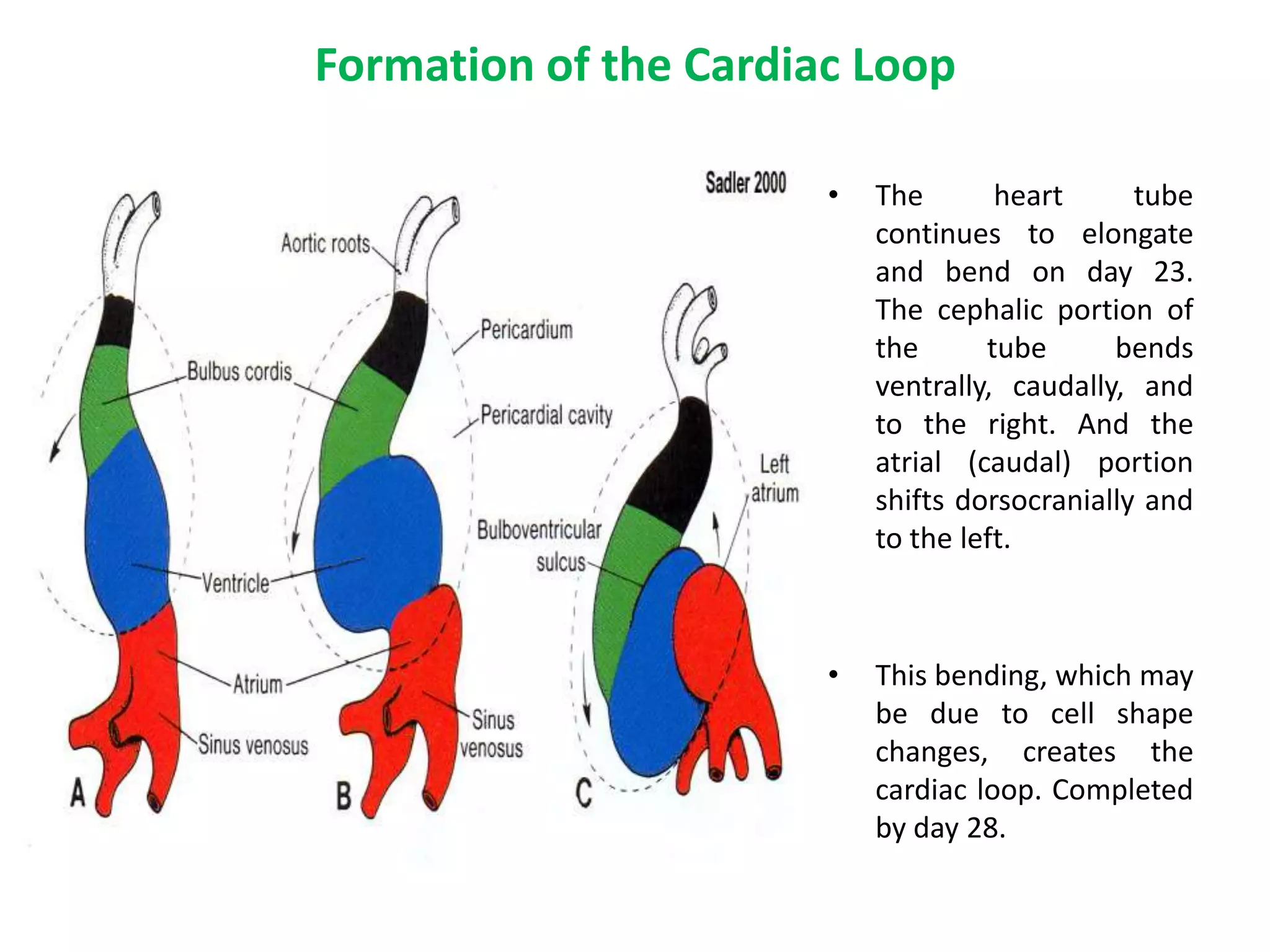 Formation of the Cardiac Loop
• The heart tube
continues to elongate
and bend on day 23.
The cephalic portion of
the tube bends
ventrally, caudally, and
to the right. And the
atrial (caudal) portion
shifts dorsocranially and
to the left.
• This bending, which may
be due to cell shape
changes, creates the
cardiac loop. Completed
by day 28.
 