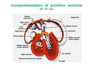 Compartmentation of primitive ventricle
(4th -8th wk)
 