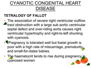 CYANOTIC CONGENITAL HEART
DISEASE
TETRALOGY OF FALLOT
• The association of severe right ventricular outflow
tract obstruction with a large sub aortic ventricular
septal defect and over-riding aorta causes right
ventricular hypertrophy and right-to-left shunting
with cyanosis.
• Pregnancy is tolerated well but foetal growth is
poor with a high rate of miscarriage, prematurity
and small-for-dates babies.
• The haematocrit tends to rise during pregnancy in
cyanosed women
 