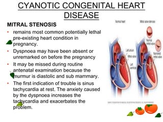 CYANOTIC CONGENITAL HEART
DISEASE
MITRAL STENOSIS
• remains most common potentially lethal
pre-existing heart condition in
pregnancy.
• Dyspnoea may have been absent or
unremarked on before the pregnancy
• It may be missed during routine
antenatal examination because the
murmur is diastolic and sub mammary.
• The first indication of trouble is sinus
tachycardia at rest. The anxiety caused
by the dyspnoea increases the
tachycardia and exacerbates the
problem.
 