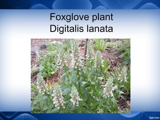 Foxglove plant
Digitalis lanata
 